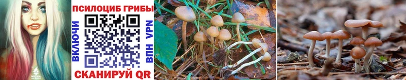 Псилоцибиновые грибы Psilocybe  сколько стоит  Инта 